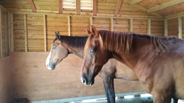 horses in mobile stable